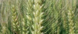 Blé tendre ALESSIO AB COPSEED