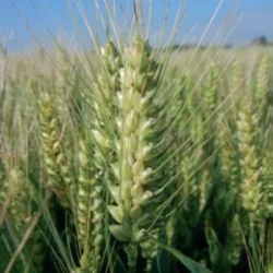 Blé tendre ALESSIO AB COPSEED