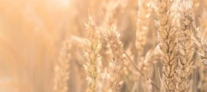 Blé tendre AIKIDO AB COPSEED