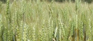 Blé tendre ACTIVUS AB COPSEED