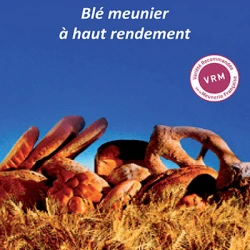 Blé tendre SOISSONS AB COPSEED