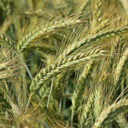 Triticale OMEAC AB non traité