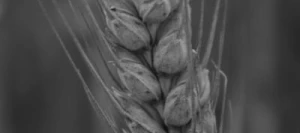 Blé tendre APEXUS AB COPSEED