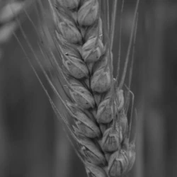 Blé tendre APEXUS AB COPSEED