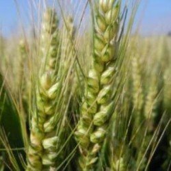 Blé tendre ARAMEUS AB COPSEED