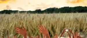 Blé tendre LD CHAINE AB COPSEED