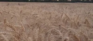 Blé tendre EMOTION AB COPSEED