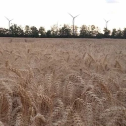 Blé tendre EMOTION AB COPSEED