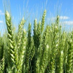 Blé tendre GWASTELL AB COPSEED
