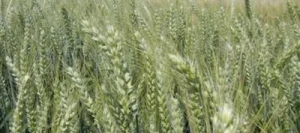 Blé tendre UBICUS AB COPSEED