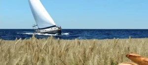 Blé tendre LD VOILE AB COPSEED