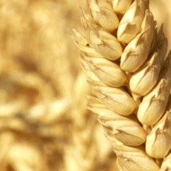 Blé tendre WENDELIN AB COPSEED