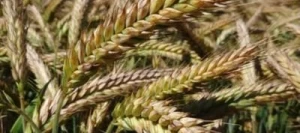 Triticale CHARME AB non traité