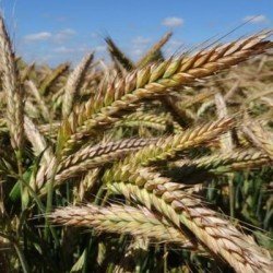 Triticale CHARME AB non traité