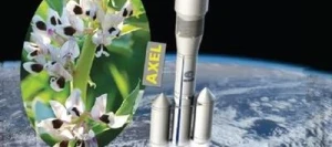 Féverole AXEL AB non traité