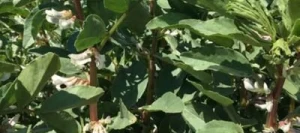 Féverole NAIROBI AB non traité