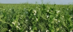 Pois protéagineux UPPERCUT AB non traité