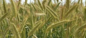 Seigle ELEGO AB non traité