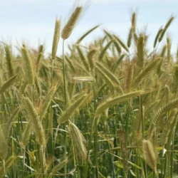 Seigle ELEGO AB non traité