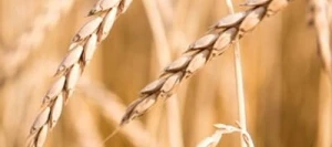 Epeautre OBERKULMER AB non traité