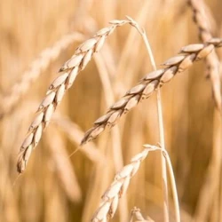 Epeautre OBERKULMER AB non traité