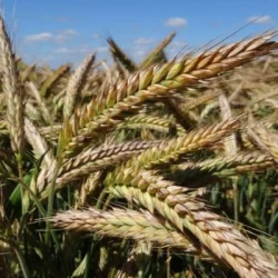 Triticale CHARME VIBRANCE GOLD