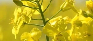 Colza ALICIA non traité