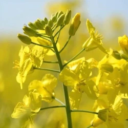 Colza ALICIA non traité