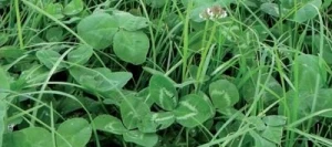 Trèfle blanc HUIA non traité