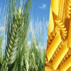 Blé dur ROCAILLOU VIBRANCE GOLD