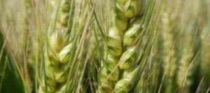 Blé tendre ARAMEUS VIBRANCE GOLD