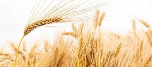 Orge 6R ZEBRA VIBRANCE GOLD