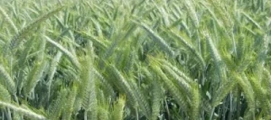 Triticale PRESLEY VIBRANCE GOLD