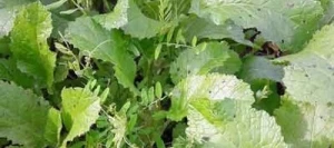 Couverts TERR'ACTIV BLEDOR S.A.S FLY non traité