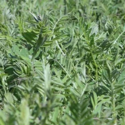 Vesce velue SAVANE hiver AB non traité