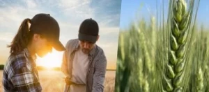 Blé tendre ACADEMY VIBRANCE GOLD