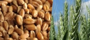 Blé tendre INTENSITY VIBRANCE GOLD