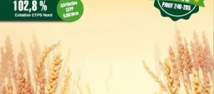 Blé tendre ADMIRATION VIBRANCE GOLD