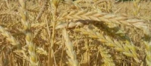 Epeautre COURTOISE non traité