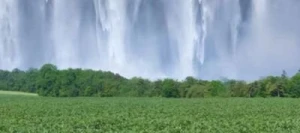 Féverole NIAGARA non traité