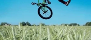 Triticale BICROSS VIBRANCE GOLD