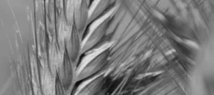 Triticale QUATERBAC VIBRANCE GOLD