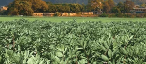 Féverole NEPAL non traité