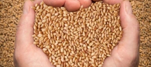 Blé tendre BALZAC VIBRANCE GOLD