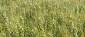 Blé tendre ARLETY VIBRANCE GOLD