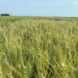 Blé tendre ARLETY VIBRANCE GOLD