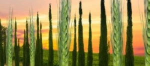 Blé tendre SAUVIGNON VIBRANCE GOLD