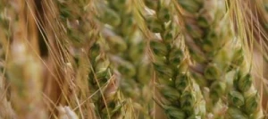 Blé tendre EMILIO VIBRANCE GOLD