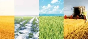 Blé tendre VIVENDO VIBRANCE GOLD