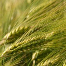 Orge 6R FENICE AB non traité